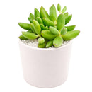 Cotyledon orbiculata 'Tiny Wonder' for sale, how to grow succulents, succulent plant, succulent care tips, succulent subscription, succulents garden, Succulents, Succulents shop near me, Rare succulents