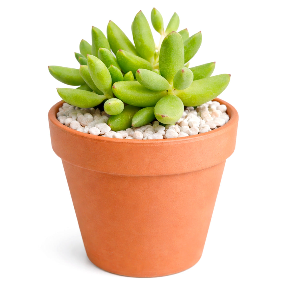 Cotyledon orbiculata 'Tiny Wonder' for sale, how to grow succulents, succulent plant, succulent care tips, succulent subscription, succulents garden, Succulents, Succulents shop near me, Rare succulents