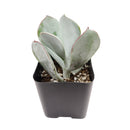 Cotyledon Orbiculata Pig's Ear, succulent care tips, indoor succulents, monthly succulents, Succulents, succulent care guide, Succulents shop near me, succulents shop in California, succulent subscription, Cotyledon orbiculata in California, How to grow Cotyledon orbiculata