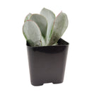 Cotyledon Orbiculata Pig's Ear, succulent care tips, indoor succulents, monthly succulents, Succulents, succulent care guide, Succulents shop near me, succulents shop in California, succulent subscription, Cotyledon orbiculata in California, How to grow Cotyledon orbiculata