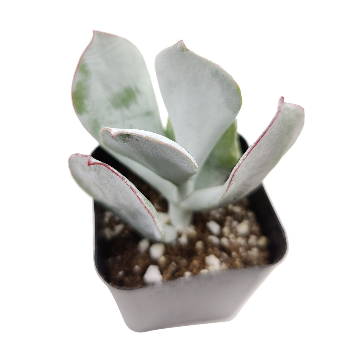Cotyledon Orbiculata Pig's Ear, succulent care tips, indoor succulents, monthly succulents, Succulents, succulent care guide, Succulents shop near me, succulents shop in California, succulent subscription, Cotyledon orbiculata in California, How to grow Cotyledon orbiculata