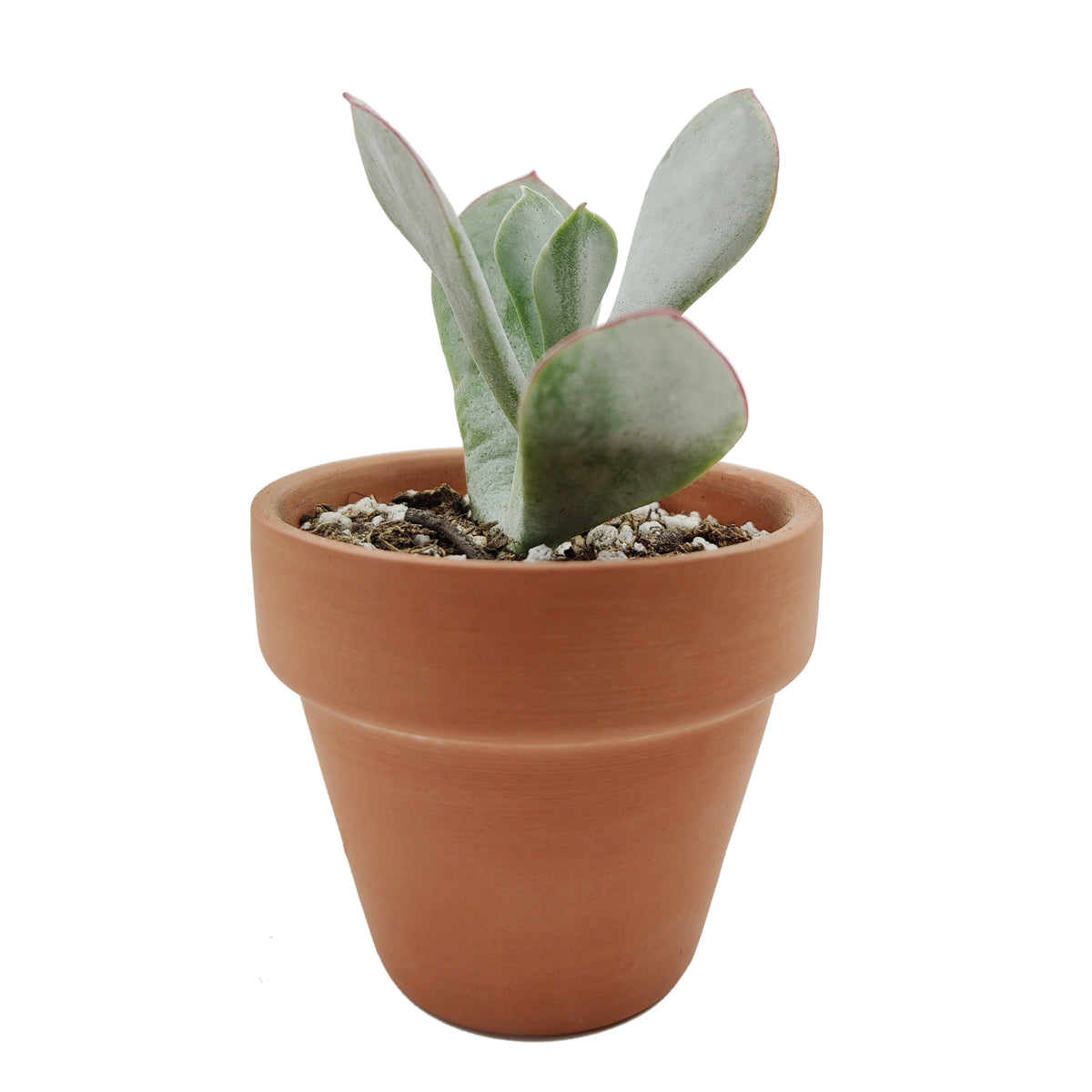 Cotyledon Orbiculata Pig's Ear, succulent care tips, indoor succulents, monthly succulents, Succulents, succulent care guide, Succulents shop near me, succulents shop in California, succulent subscription, Cotyledon orbiculata in California, How to grow Cotyledon orbiculata