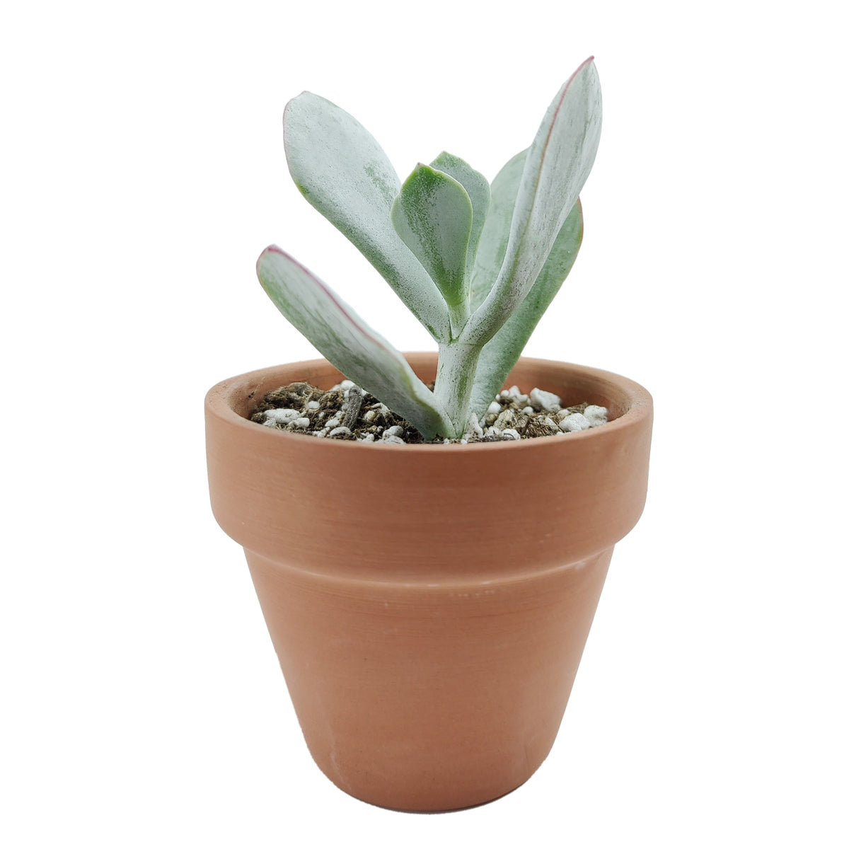 Cotyledon Orbiculata Pig's Ear, succulent care tips, indoor succulents, monthly succulents, Succulents, succulent care guide, Succulents shop near me, succulents shop in California, succulent subscription, Cotyledon orbiculata in California, How to grow Cotyledon orbiculata