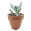 Cotyledon Orbiculata Pig's Ear, succulent care tips, indoor succulents, monthly succulents, Succulents, succulent care guide, Succulents shop near me, succulents shop in California, succulent subscription, Cotyledon orbiculata in California, How to grow Cotyledon orbiculata