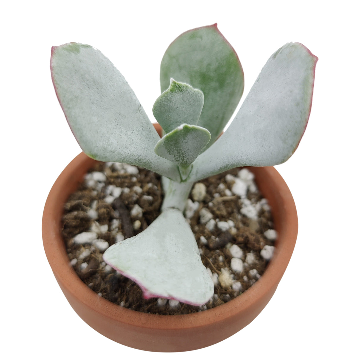 Cotyledon Orbiculata Pig's Ear, succulent care tips, indoor succulents, monthly succulents, Succulents, succulent care guide, Succulents shop near me, succulents shop in California, succulent subscription, Cotyledon orbiculata in California, How to grow Cotyledon orbiculata