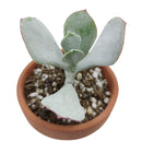 Cotyledon Orbiculata Pig's Ear, succulent care tips, indoor succulents, monthly succulents, Succulents, succulent care guide, Succulents shop near me, succulents shop in California, succulent subscription, Cotyledon orbiculata in California, How to grow Cotyledon orbiculata