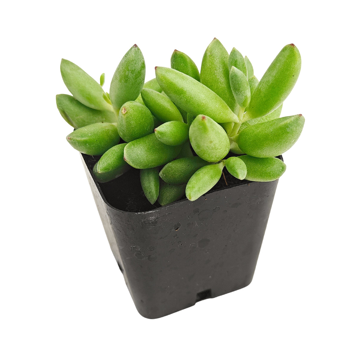Cotyledon orbiculata 'Tiny Wonder' for sale, how to grow succulents, succulent plant, succulent care tips, succulent subscription, succulents garden, Succulents, Succulents shop near me, Rare succulents