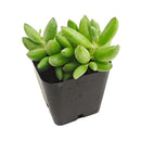 Cotyledon orbiculata 'Tiny Wonder' for sale, how to grow succulents, succulent plant, succulent care tips, succulent subscription, succulents garden, Succulents, Succulents shop near me, Rare succulents