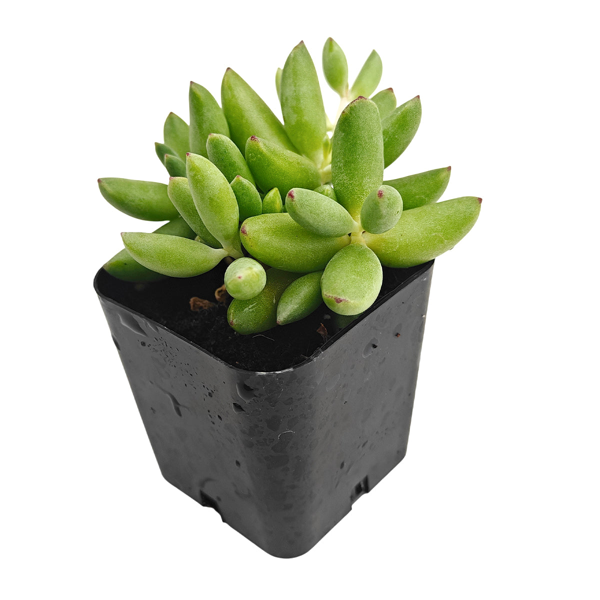 Cotyledon orbiculata 'Tiny Wonder' for sale, how to grow succulents, succulent plant, succulent care tips, succulent subscription, succulents garden, Succulents, Succulents shop near me, Rare succulents