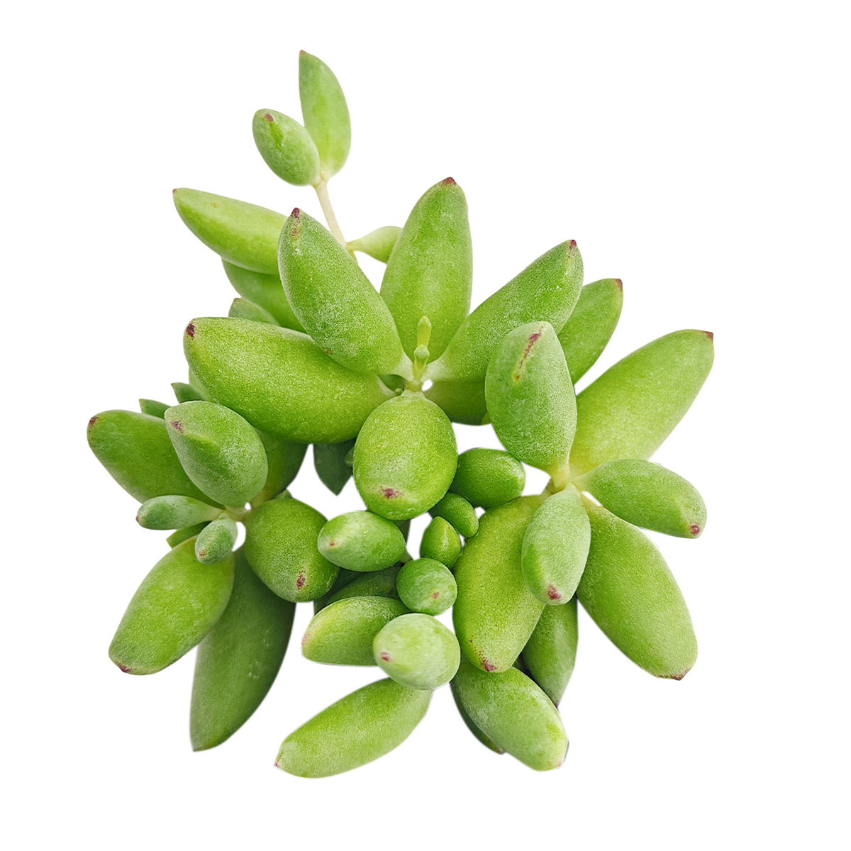 Cotyledon orbiculata 'Tiny Wonder' for sale, how to grow succulents, succulent plant, succulent care tips, succulent subscription, succulents garden, Succulents, Succulents shop near me, Rare succulents