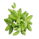 Cotyledon orbiculata 'Tiny Wonder' for sale, how to grow succulents, succulent plant, succulent care tips, succulent subscription, succulents garden, Succulents, Succulents shop near me, Rare succulents