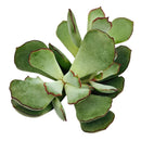 Cotyledon 'Papillaris Choco Line' 4 inch in Grower Pot, succulents for sale in CA, Small decorative plants, Types of Cotyledon Succulents