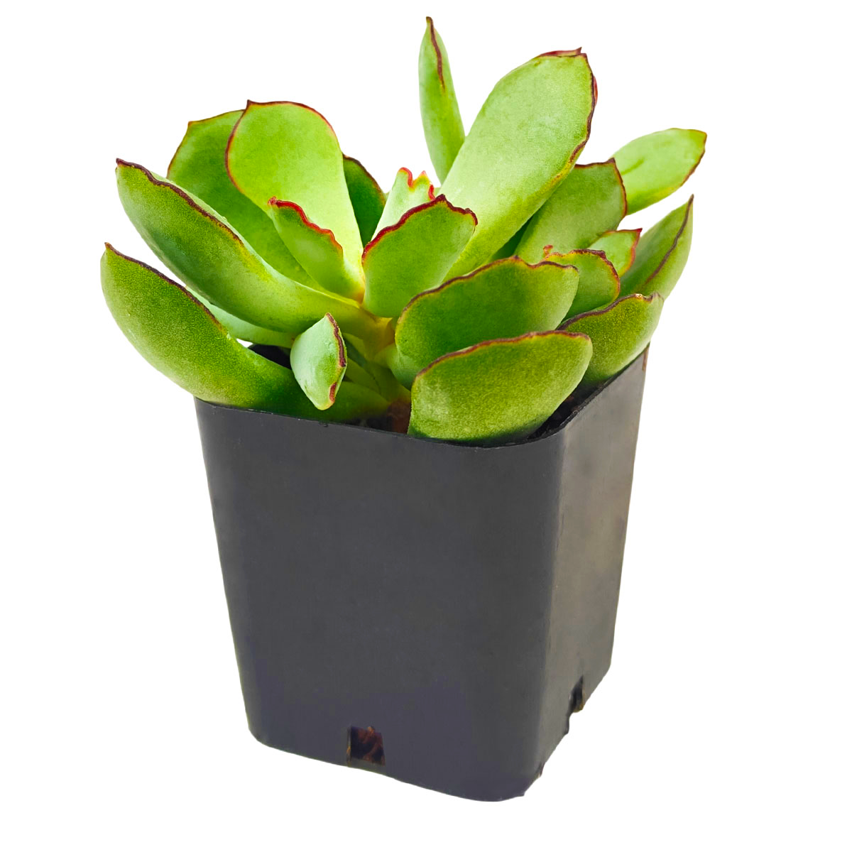 Cotyledon Papillaris Choco Line 2 inch live plant online, decorative succulent centerpiece, unique miniature succulent plant, textured pastel succulent foliage, succulent for container gardens