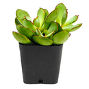 Cotyledon Papillaris Choco Line 2in, 4in for sale, Unique Succulent Plant for Gift Ideas, rare Cotyledon succulent plant, chubby finger succulent leaves