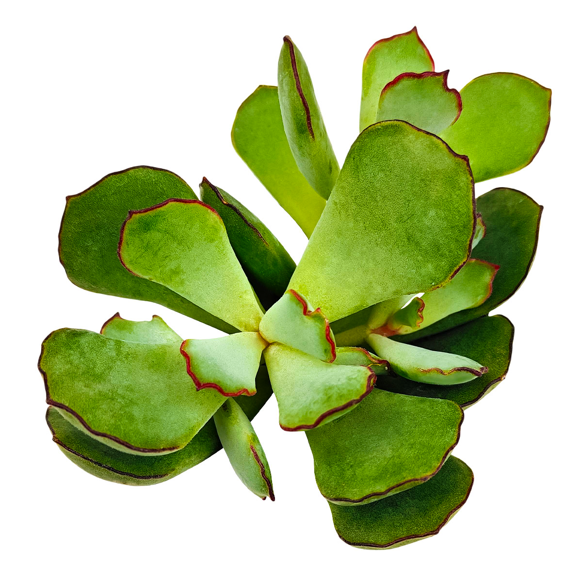 2 inch Cotyledon Papillaris Choco Line live plant for sale, Cute desk plants, Small potted plants for office, Buy small indoor plants online, Affordable small indoor plants