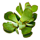 Cotyledon Papillaris Choco Line 2in, 4in for sale, Unique Succulent Plant for Gift Ideas, rare Cotyledon succulent plant, chubby finger succulent leaves