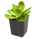 Cotyledon Papillaris Choco Line 2in, 4in for sale, Unique Succulent Plant for Gift Ideas, rare Cotyledon succulent plant, chubby finger succulent leaves