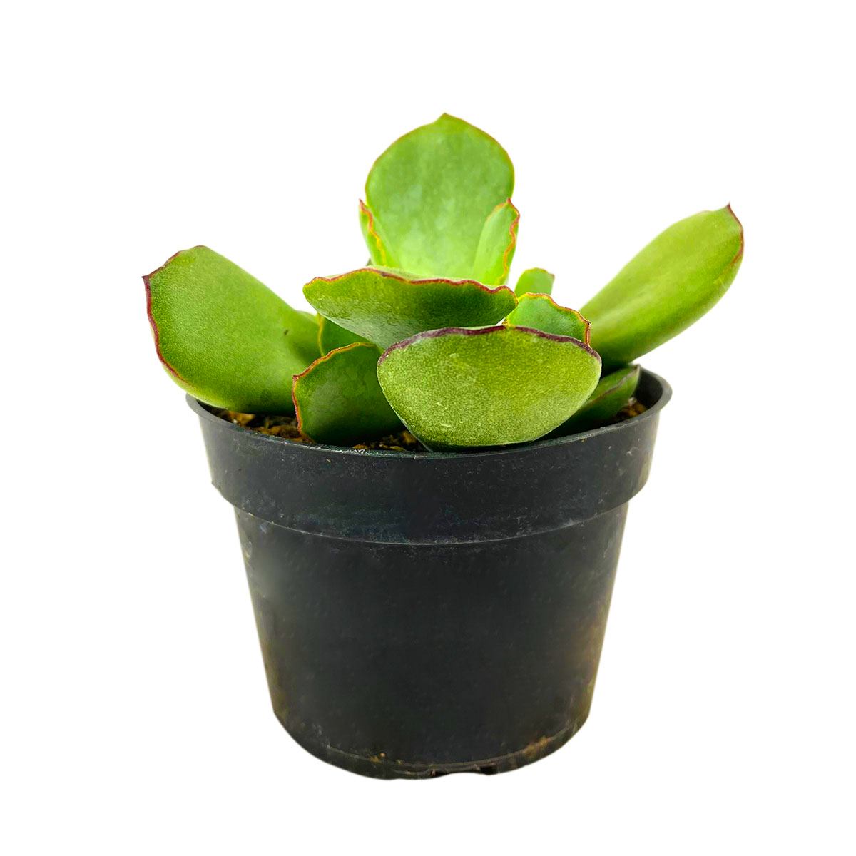 2 inch Cotyledon Papillaris Choco Line live plant for sale, fleshy leaf ornamental succulent, succulent for fairy gardens, rare collector succulent species, indoor outdoor succulent plant