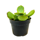 Cotyledon Papillaris Choco Line 2in, 4in for sale, Unique Succulent Plant for Gift Ideas, rare Cotyledon succulent plant, chubby finger succulent leaves