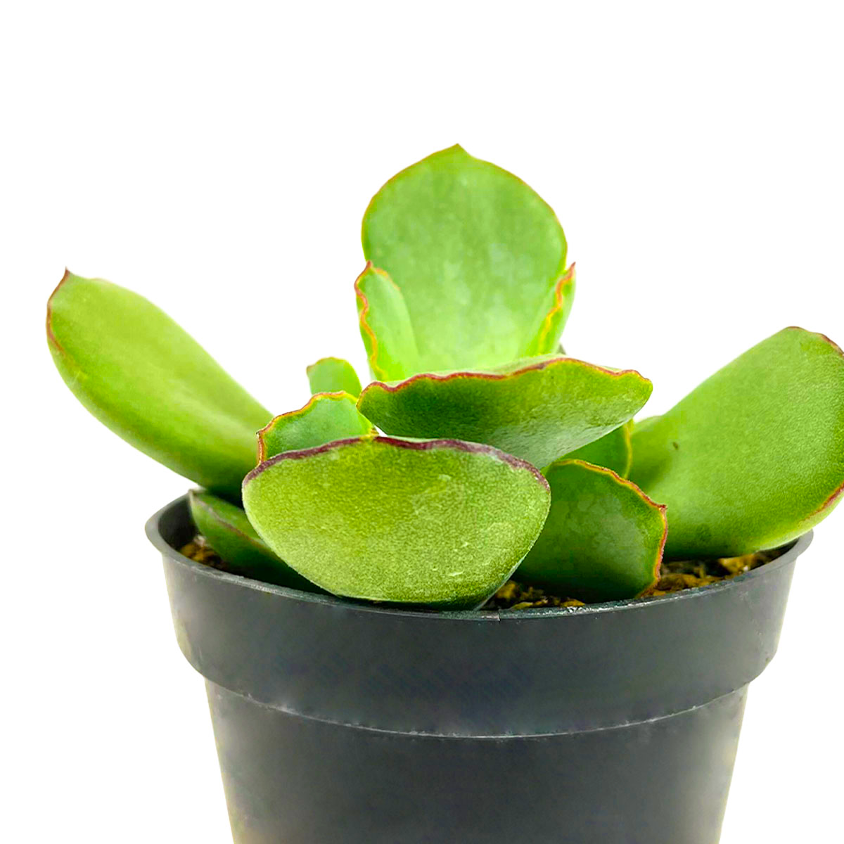 Cotyledon Papillaris Choco Line 2in, 4in for sale, Unique Succulent Plant for Gift Ideas, rare Cotyledon succulent plant, chubby finger succulent leaves