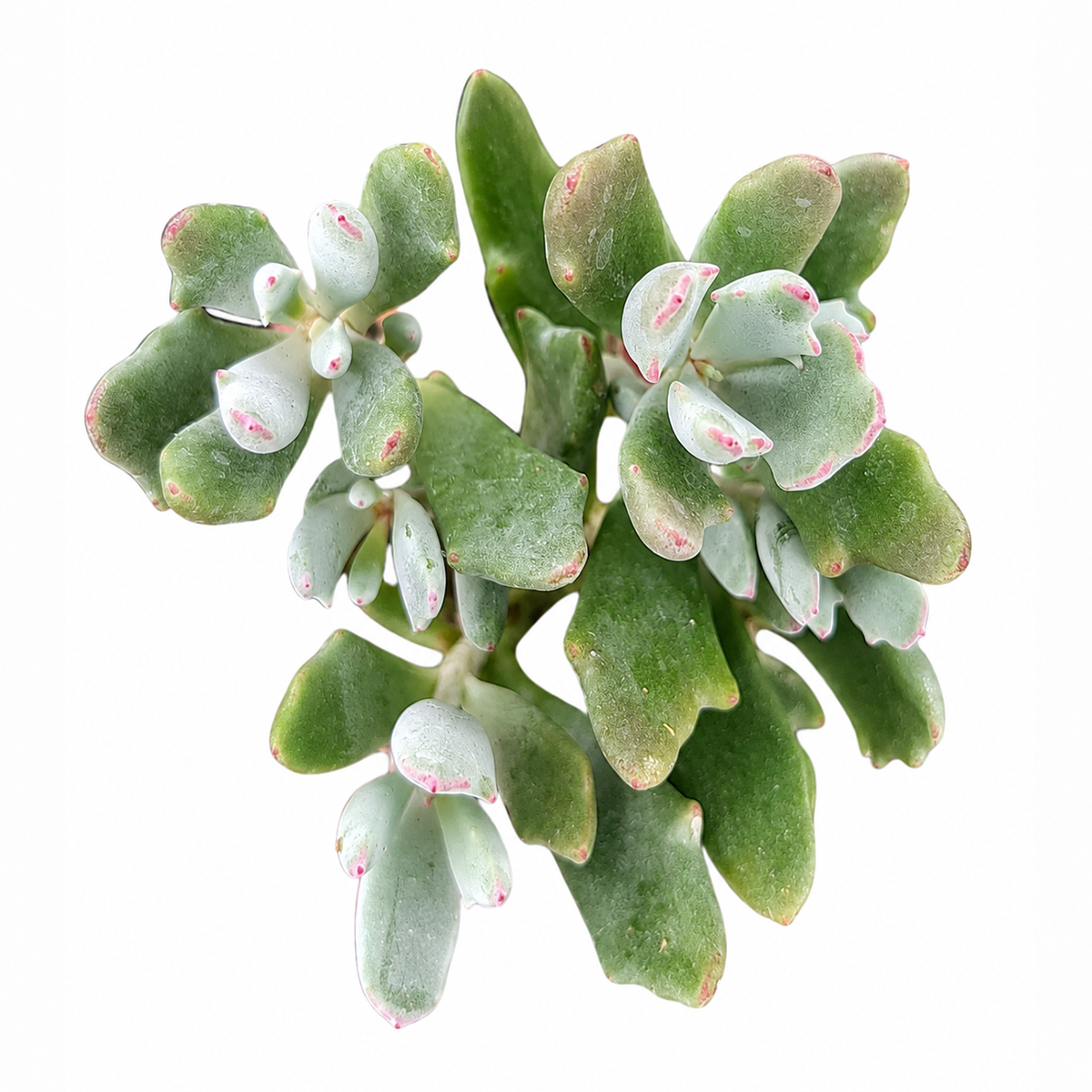 Cotyledon 'Little Queeny'