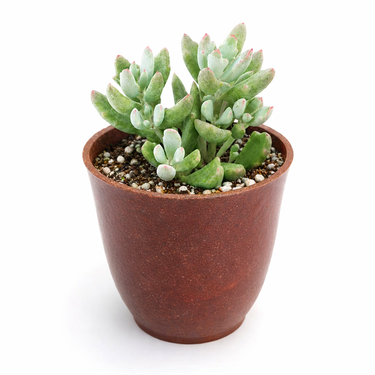 Cotyledon 'Little Queeny'
