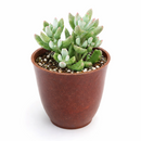 buy cotyledon 'little queeny' live succulent 2 inch online, chalky white leaves, upright growth, architectural form, rare houseplant, collector gift