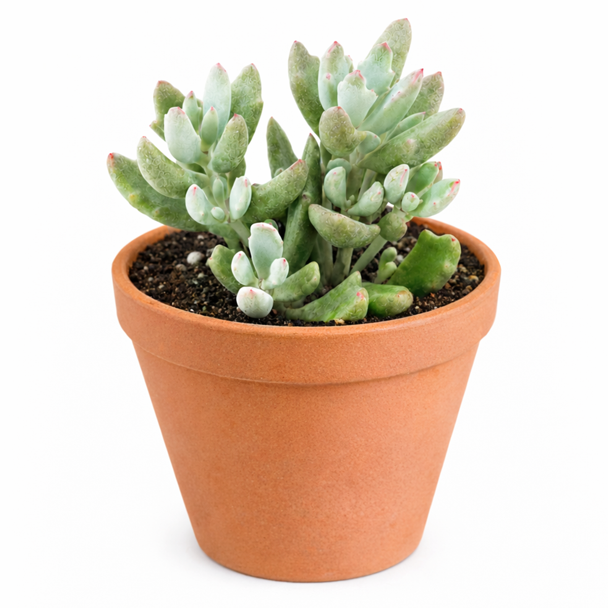 Cotyledon 'Little Queeny'