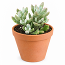buy cotyledon 'little queeny' live succulent 2 inch online, chalky white leaves, upright growth, architectural form, rare houseplant, collector gift