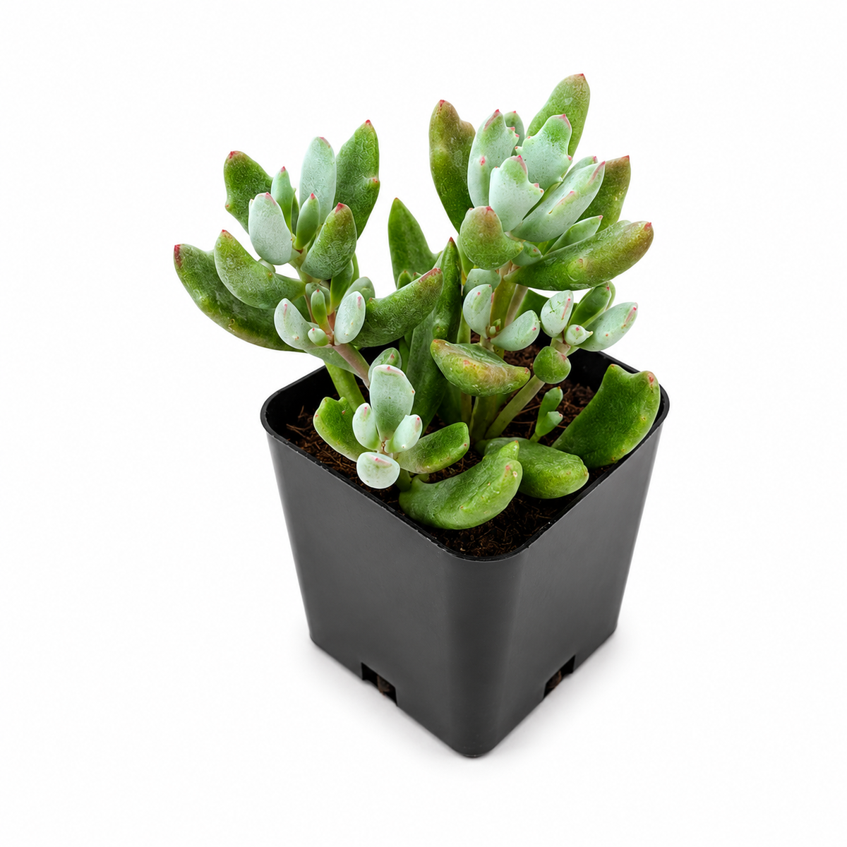 Cotyledon 'Little Queeny'