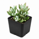 buy cotyledon 'little queeny' live succulent 2 inch online, chalky white leaves, upright growth, architectural form, rare houseplant, collector gift