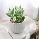 buy cotyledon 'little queeny' live succulent 2 inch online, chalky white leaves, upright growth, architectural form, rare houseplant, collector gift