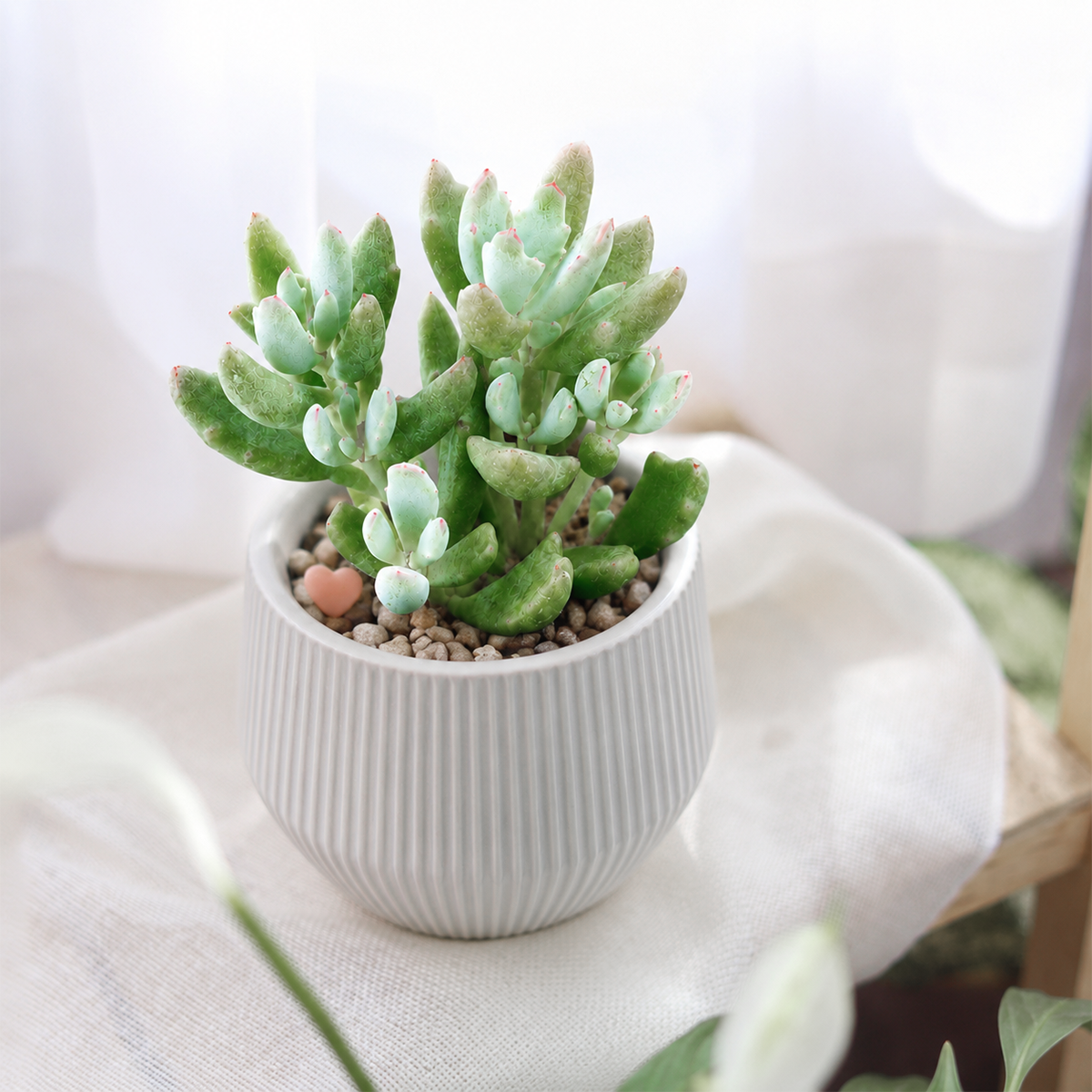 Cotyledon 'Little Queeny'