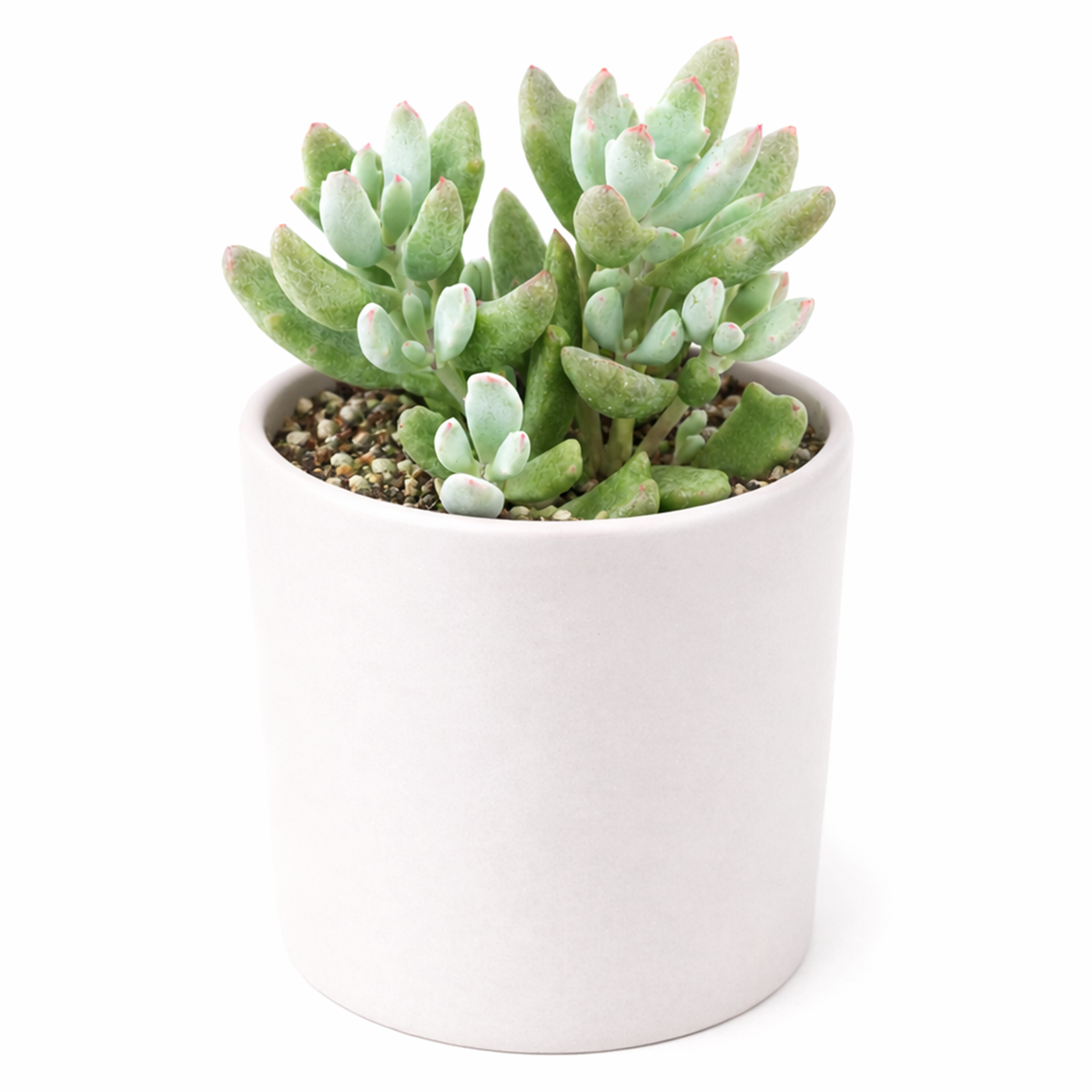 Cotyledon 'Little Queeny'