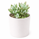 buy cotyledon 'little queeny' live succulent 2 inch online, chalky white leaves, upright growth, architectural form, rare houseplant, collector gift