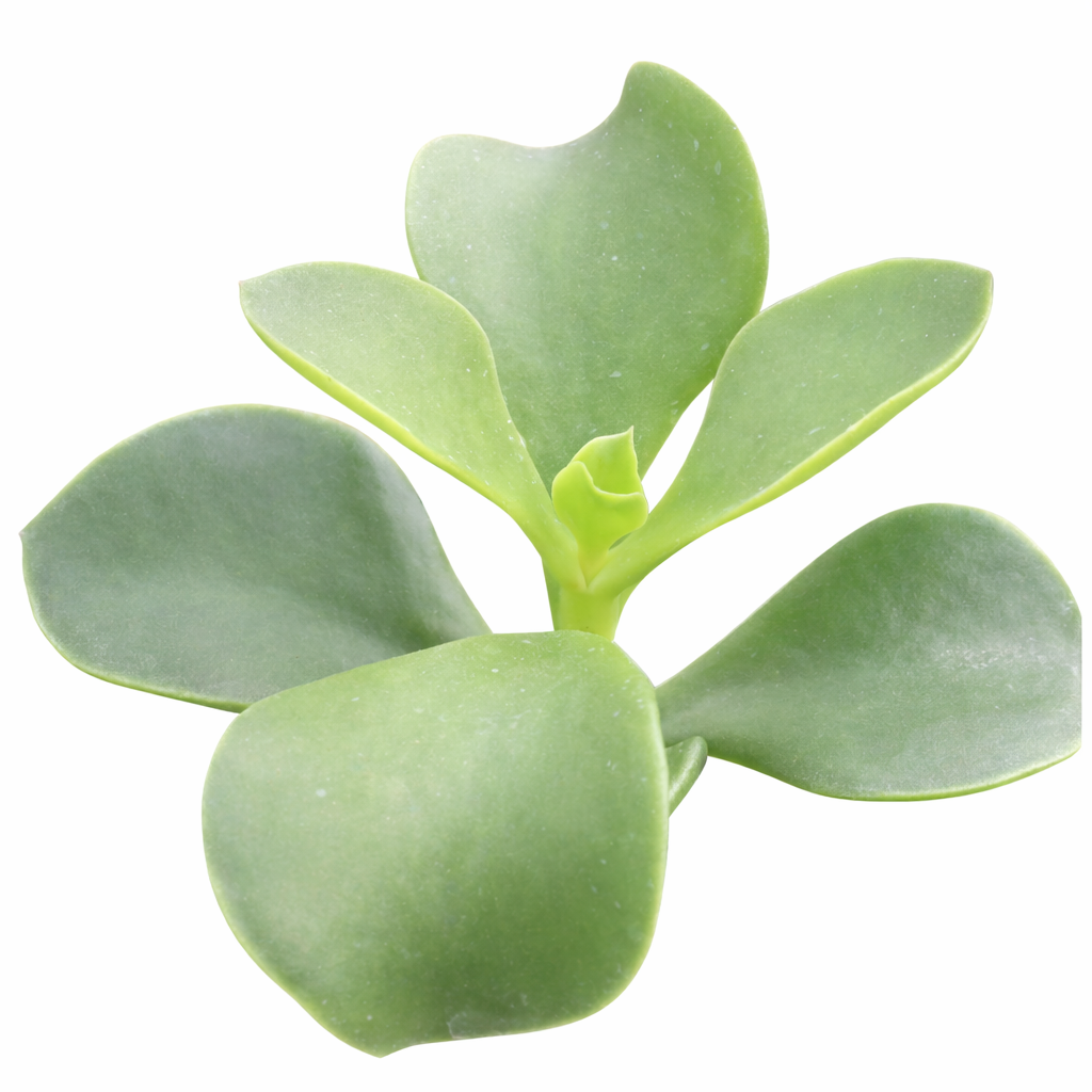 Cotyledon orbiculata 'Macrantha' in California, How to grow Cotyledon orbiculata 'Macrantha', rare succulents, rare succulents for sale, unique succulents