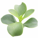 Cotyledon orbiculata 'Macrantha' in California, How to grow Cotyledon orbiculata 'Macrantha', rare succulents, rare succulents for sale, unique succulents