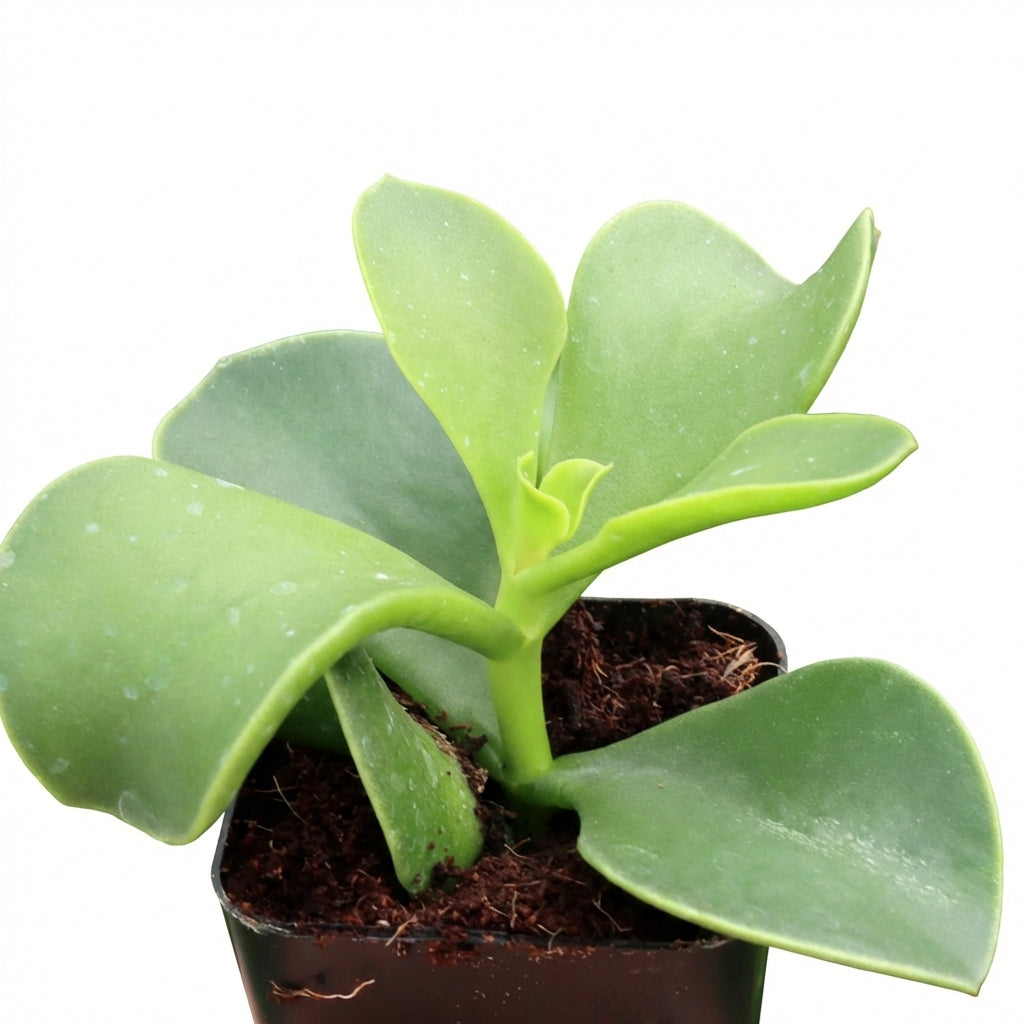 Cotyledon orbiculata 'Macrantha'