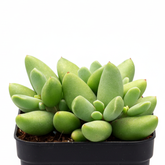 Cotyledon orbiculata 'Tiny Wonder' for sale, how to grow succulents, succulent plant, succulent care tips, succulent subscription, succulents garden, Succulents, Succulents shop near me, Rare succulents