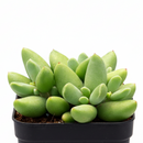Cotyledon orbiculata 'Tiny Wonder' for sale, how to grow succulents, succulent plant, succulent care tips, succulent subscription, succulents garden, Succulents, Succulents shop near me, Rare succulents
