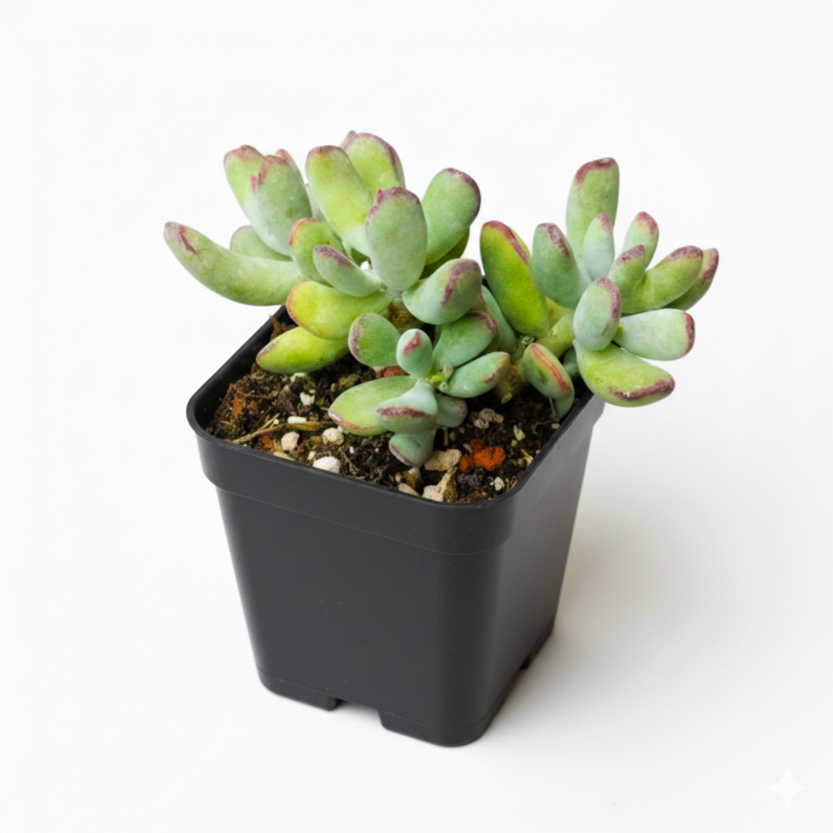 Cotyledon orbiculata 'Oophylla' 2 inch live plant for sale, Cotyledon Oophylla drought tolerant low maintenance succulent for indoor outdoor use, Cotyledon orbiculata Oophylla unique succulent with chubby oval leaves ornamental plant