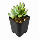 2 inch Cotyledon orbiculata 'Oophylla' live plant for sale, drought tolerant succulent houseplant, thick leaf succulent plant, pastel succulent with powdery farina, collectible Cotyledon variety
