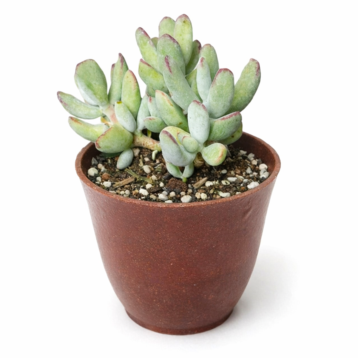 Buy 2 inch Cotyledon orbiculata 'Oophylla' live plant online, rare Cotyledon succulent plant, egg leaf succulent plant, plump blue green succulent leaves, compact rosette succulent