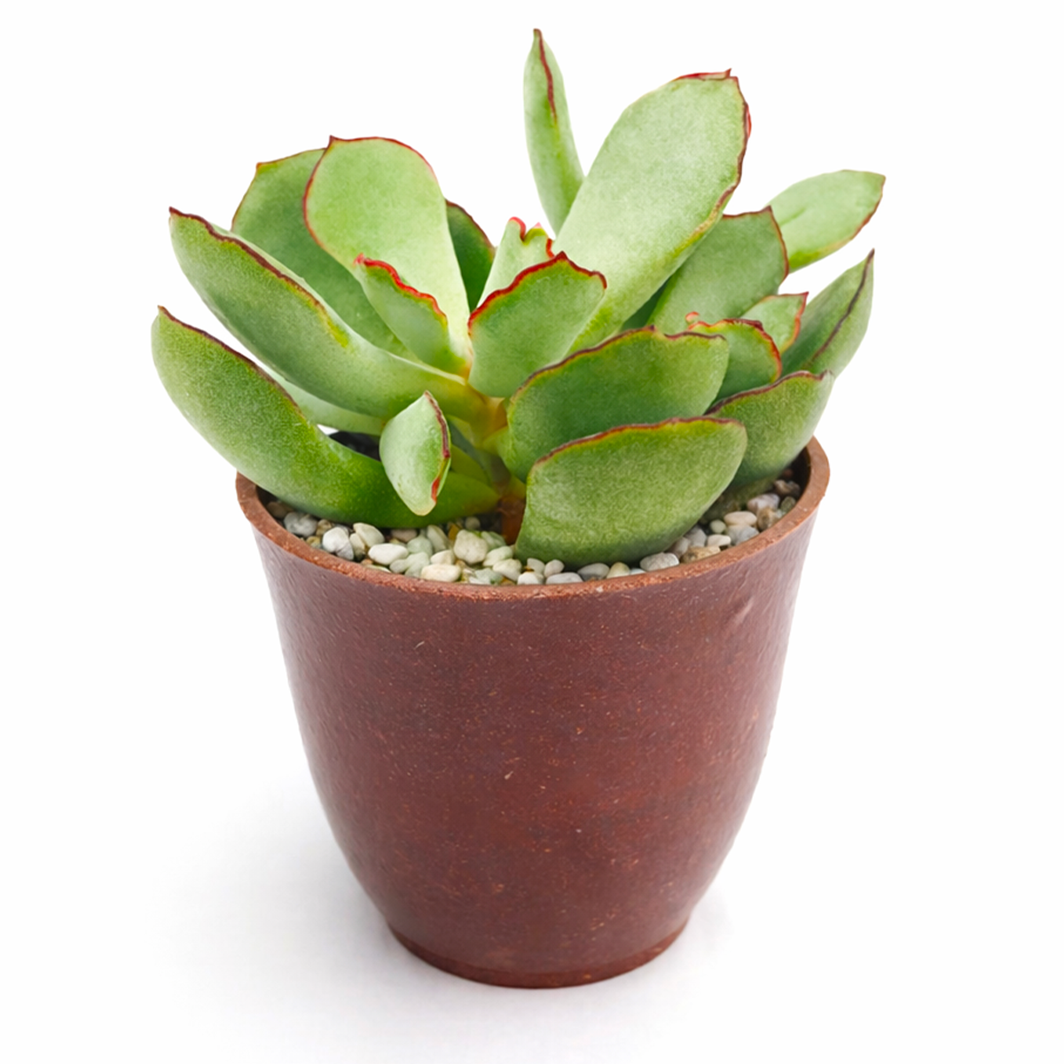 2 inch Cotyledon Papillaris Choco Line live plant for sale, compact succulent for windowsill gardens, aesthetic succulent for modern decor, nursery grown succulent plant