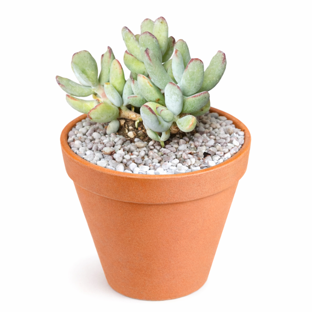 2 inch Cotyledon orbiculata 'Oophylla' live plant for sale, unique egg shaped succulent leaves, low maintenance succulent plant, decorative potted succulent, succulent for windowsill garden