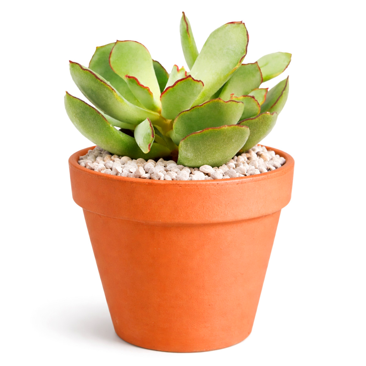 40 succulents Cotyledon Papillaris Choco Line