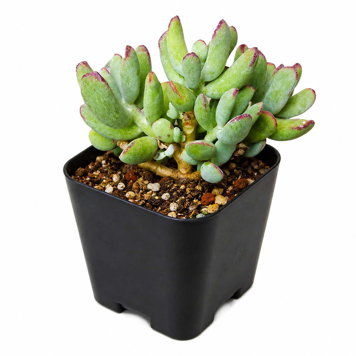 Cotyledon orbiculata 'Oophylla' 2 inch live plant for sale, Cotyledon Oophylla rare succulent with smooth rounded leaves and pastel tones, Cotyledon orbiculata Oophylla decorative plant for desk shelf minimalist styling