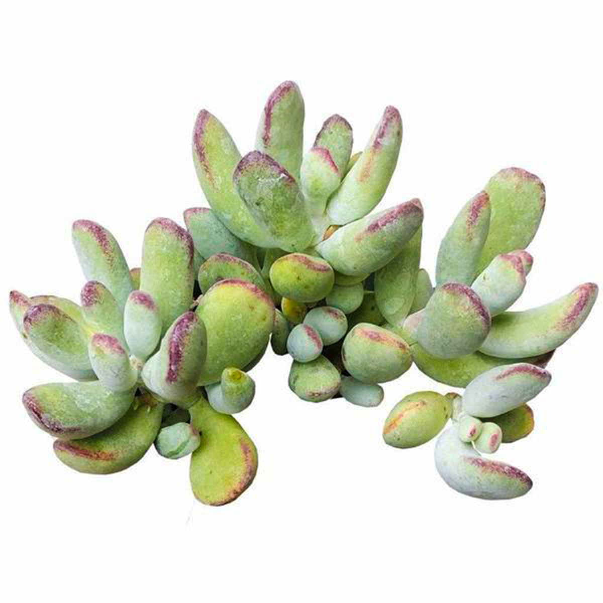 2 inch Cotyledon orbiculata 'Oophylla' live plant for sale, drought tolerant succulent houseplant, thick leaf succulent plant, pastel succulent with powdery farina, collectible Cotyledon variety