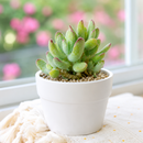 2 inch Cotyledon orbiculata 'Oophylla' live plant for sale, drought tolerant succulent houseplant, thick leaf succulent plant, pastel succulent with powdery farina, collectible Cotyledon variety