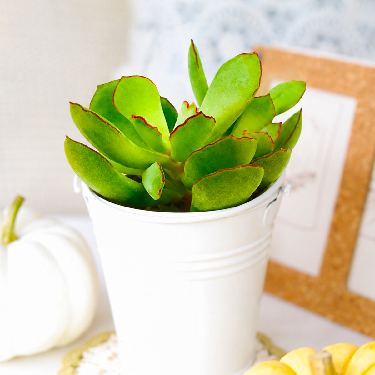 Cotyledon Papillaris Choco Line - Unique Succulent Plant for Gift Ideas